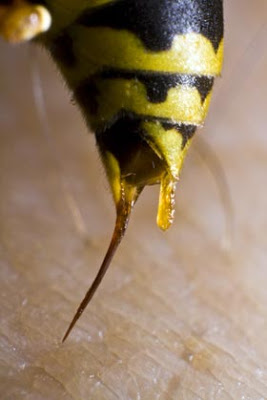 sting-wasp