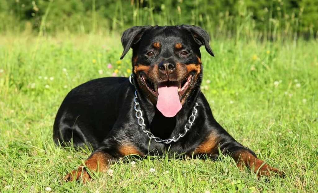 best-food-for-rottweilers-1150x700
